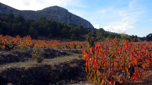 3-aitana-alcoleja